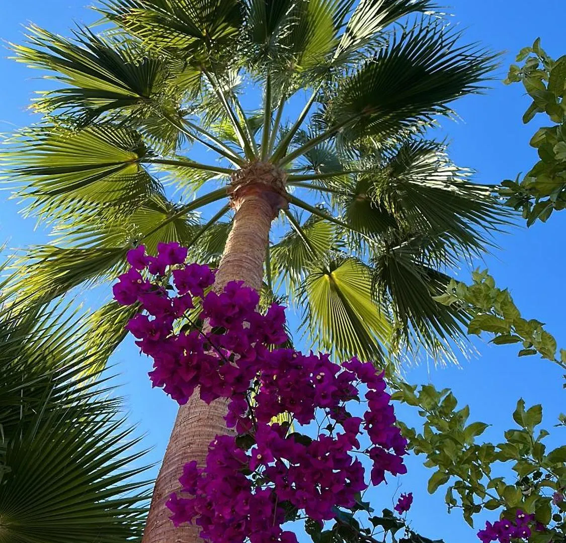 Villa La Vida En Rosa Μαρμπέλλα